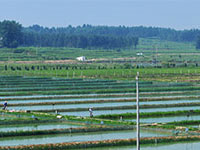 養殖戶：張先生